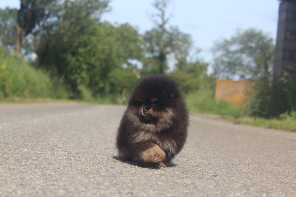 Valentino king of the cartel Lords of the Poms