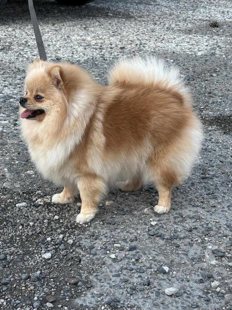 T'prada (Sans Affixe)
