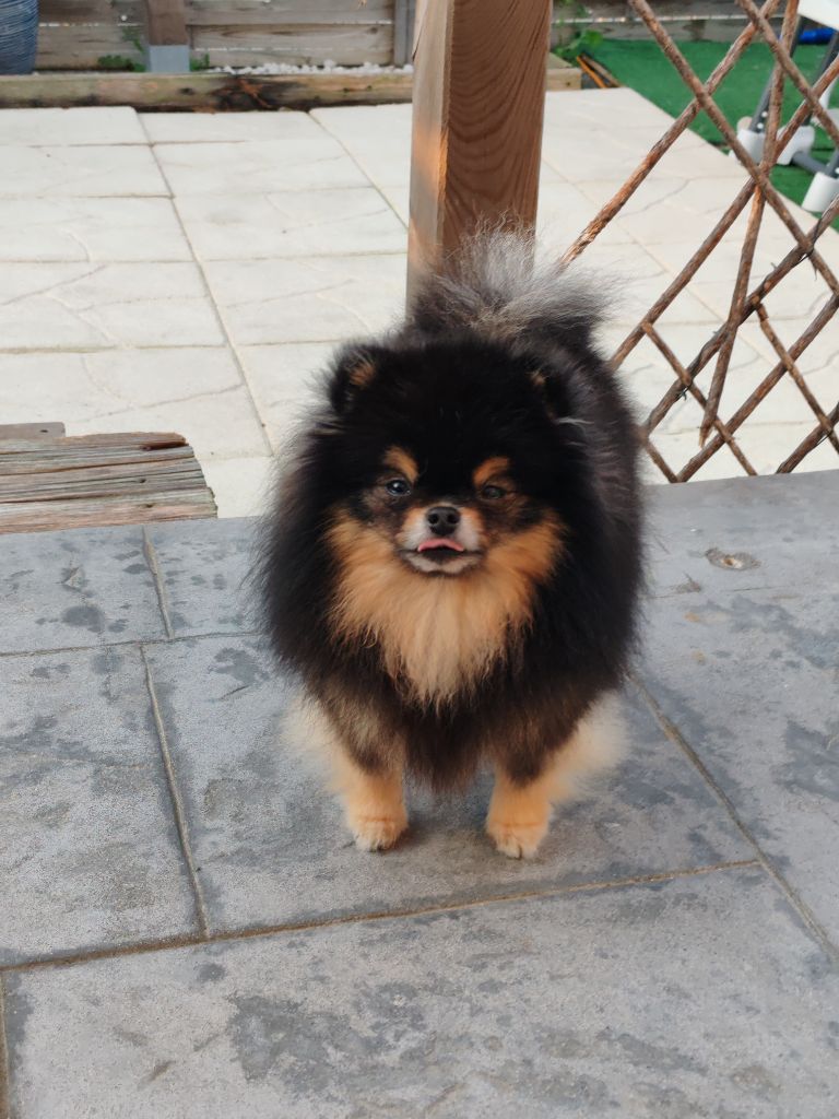 Isabella pom pride