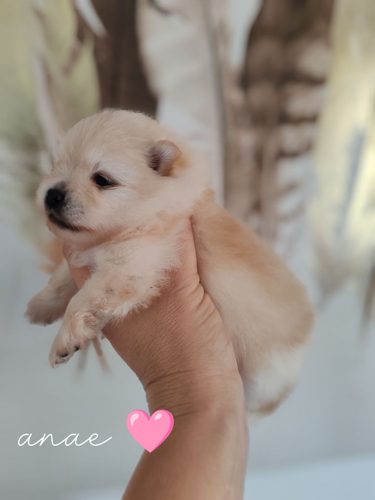 Beryl Toumissin - Chiots disponibles - Spitz allemand
