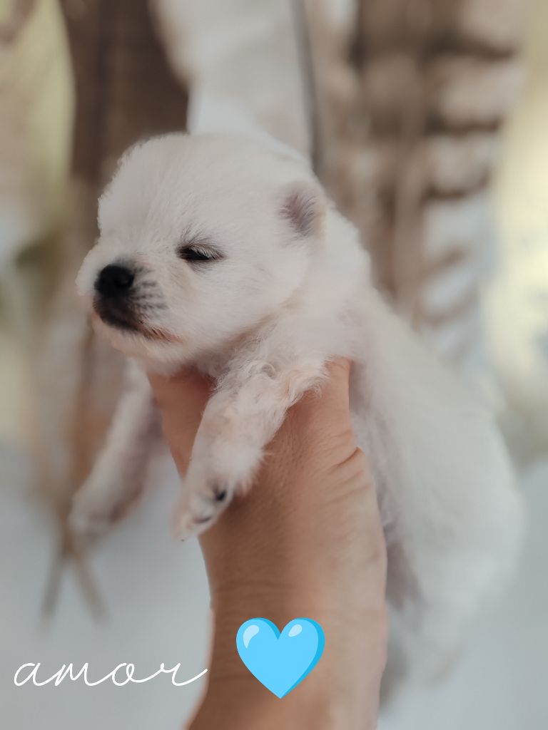 Beryl Toumissin - Chiots disponibles - Spitz allemand